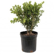 Japanese Boxwood, (Buxus microphylla japonica), Evergreen   555102820